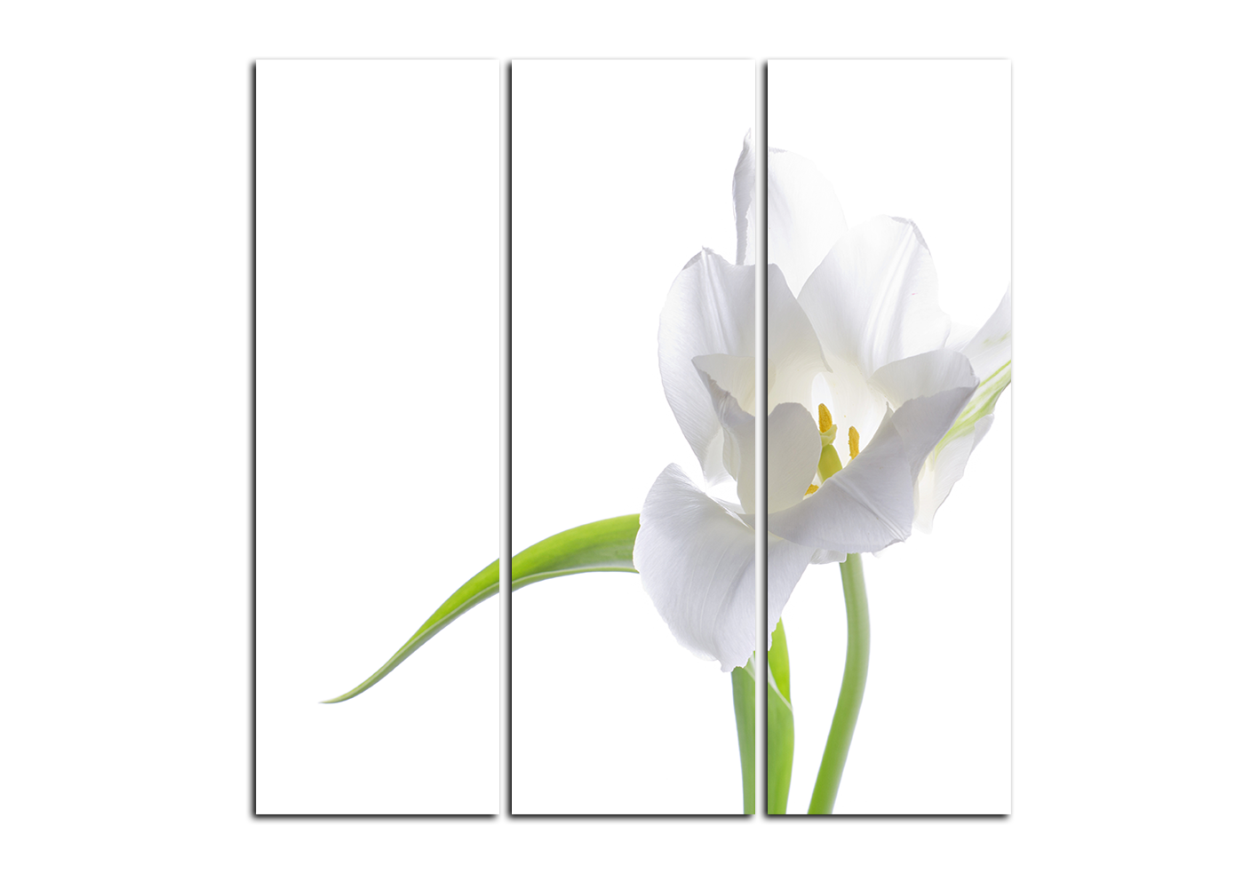 Obraz na plátně - Tulipán - čtverec Obraz na plátně - Tulipán - čtverec